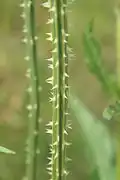 Stacheliger Stängel