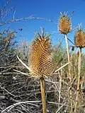 Weber-Karde (Dipsacus sativus)