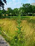 Schlitzblatt-Karde (Dipsacus laciniatus)
