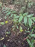 Junger Baum