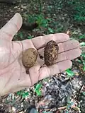 Früchte