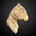 Torso des Diskobol; Musée Saint-Raymond, Toulouse