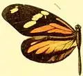 Dismorphia amphione astynome, Weibchen