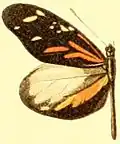 Dismorphia amphione discrepans, Männchen