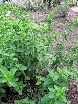 Oregano