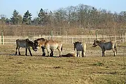 Przewalski-Pferde