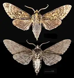 Dolbina exacta
