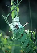 Ein Weibchen von Dolomedes minor mit seinem im Brutgespinst deponierten Eikokon