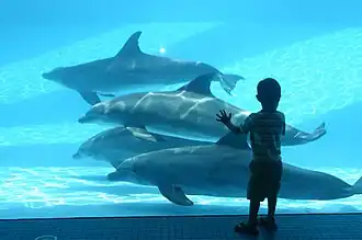 Becken mit Großen Tümmlern (Tursiops)