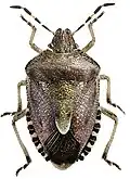 Beerenwanze (Dolycoris baccarum)