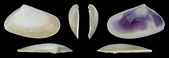 Donax trunculus trunculus rechte Klappe