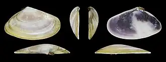 Donax trunculus adriaticus rechte Klappe