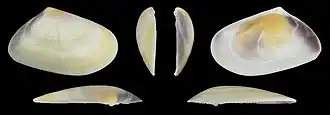Donax trunculus trunculus var. flaveolus rechte Klappe