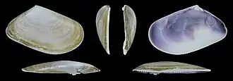 Donax trunculus trunculus var. subplanus rechte Klappe