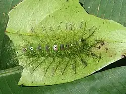 Raupe dorsal