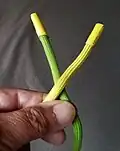 Man kreuzt die zwei Enden in der gezeigten Weise und hält sie in der linken Hand zwischen dem Daumen und dem Zeigefinger fest.