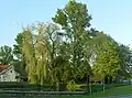 Weiden am Löschwasserteich in Herrengosserstedt