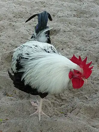 Dorking (Huhn)