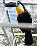 Dottertukan