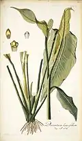 Spathiphyllum lanceifolium