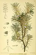 Abbildung von Astragalus gummiferus in Robert Bentley, Henry Trimen. Medicinal plants. 1880