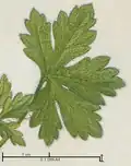 Blatt Geranium divaricatum Ehrh.