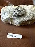 Dreiecksmuschel Trigonia costata