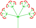Dreifachdolde, ein Tribotryum