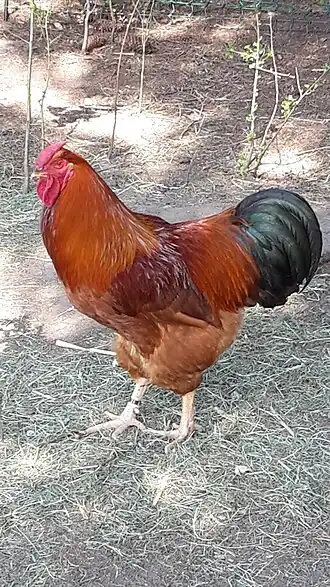Dresdner (Huhn)