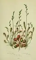 Sonnentau aus The Flowering Plants of Great Britain