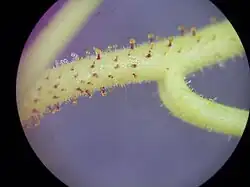 Nichtdrüsige Emergenzen von Drosera indica (Australische Form)