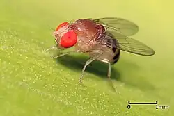 Fruchtfliege – ein nicht willkommenes Insekt. Überträgt Essigsäurebakterien, ihre Maden höhlen die Beeren aus.