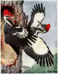 Helmspecht (Dryocopus pileatus) in Birds of New York, 1910–1914