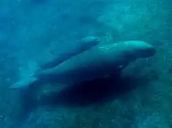 Dugongs an der Nordküste Osttimors