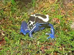 Färberfrosch