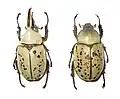 Dynastes granti