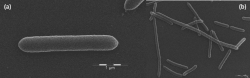 Dysosmobacter welbionis