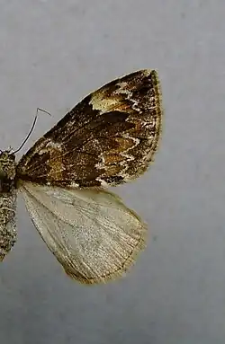 citrata