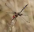 Dythemis fugax