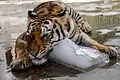 Ein Tiger liegt auf einem Eisblock. Sein Fell ist orange und von weißen und schwarzen Strukturen durchzogen.