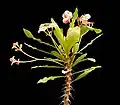 Euphorbia 'Hawaii'