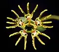 Bei Euphorbia globosa ist die Höhlung des Involukrums gut erkennbar. Die Nektardrüsen tragen fingerförmige Anhängsel