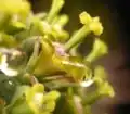 Einzelnes Cyathium (hier einer weiblichen Pflanze) von Euphorbia mammillaris mit Nektartropfen