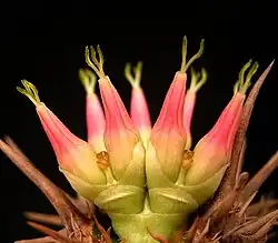 Bei Euphorbia neohumbertii ist das Paar Cyathophyllen schützend um die Cyathien gewickelt. Gut erkennbar sind die sterilen und nackten Cyathien, die nur der Nektarproduktion dienen