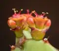 Einfache Zymen bei Euphorbia opuntioides mit den seitlichen Cyathien im Knospenzustand