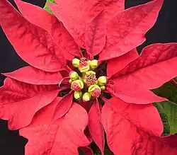 Die Cyathien des Weihnachtssterns (Euphorbia pulcherrima) sind von leuchtend roten Hochblättern umgeben