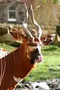Bongo