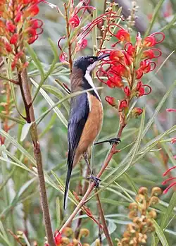 Grevillea