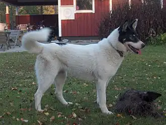 Ostsibirischer Laika
