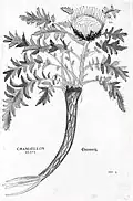 «Eberwurtz». Leonhart Fuchs 1542[38]